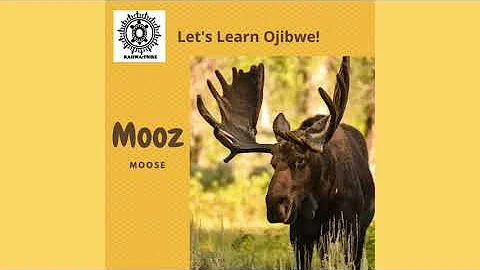 Let’s Learn Anishinaabemowin- Animals