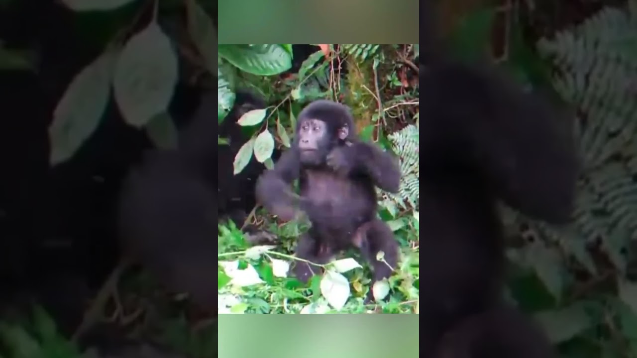 🦍😄Gorillas Funny Dance 🤣😘 