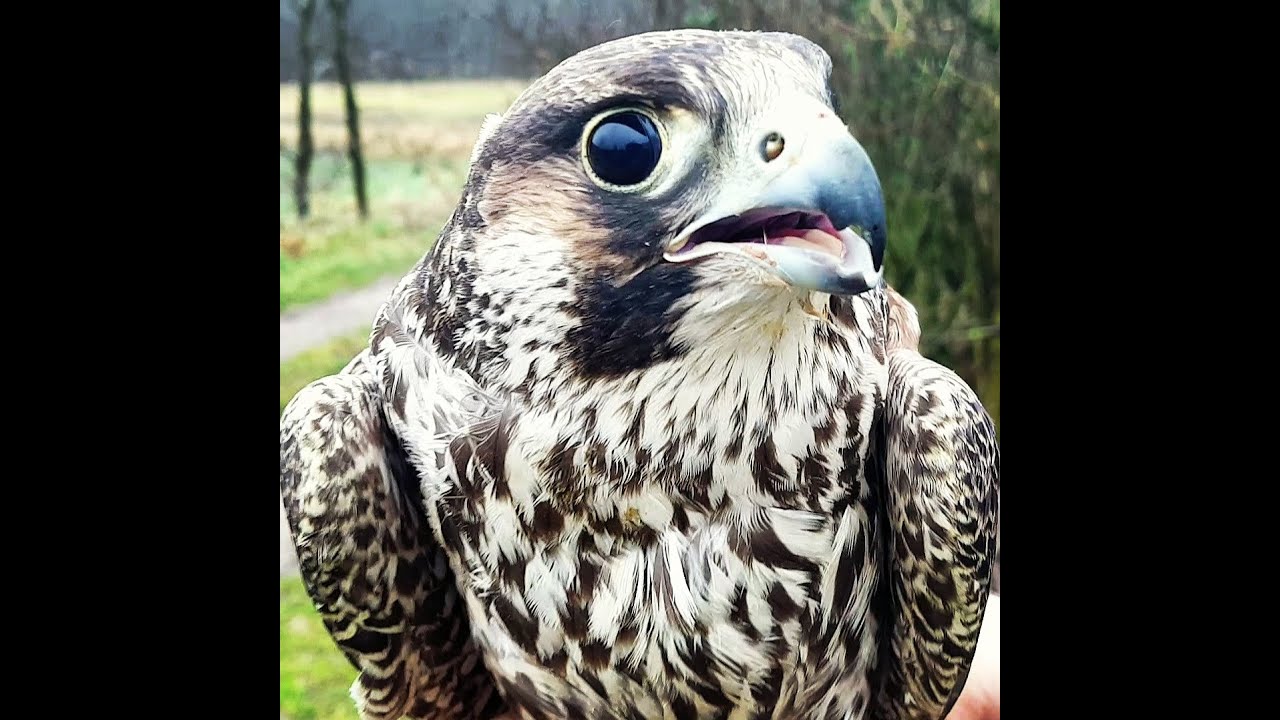 NaturNørd 164. VERDENS HURTIGSTE DYR..VANDREFALKEN!!!!