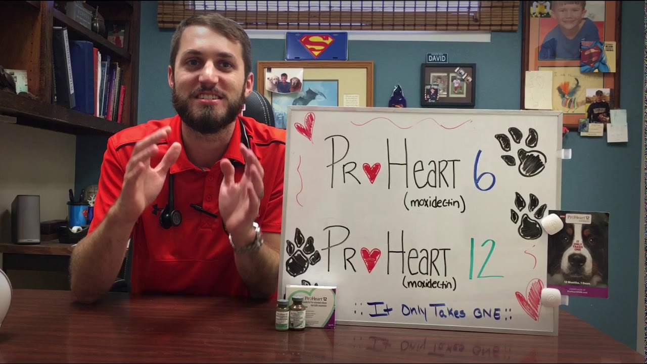 Proheart 6 And 12 YouTube