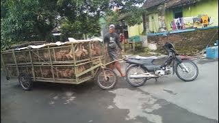 Angon Bebek Modern Meski Menempuh Jarak Jauh Gak Akan Kenal Lelah (modern duck herding)