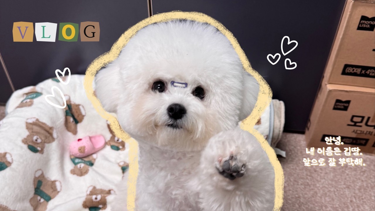 [vlog] 안녕 내 이름은 김땅. 앞으로 잘 부탁해 | 미용하는 비숑 강아지 일상 브이로그