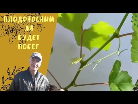 Плодоносным ли будет побег.