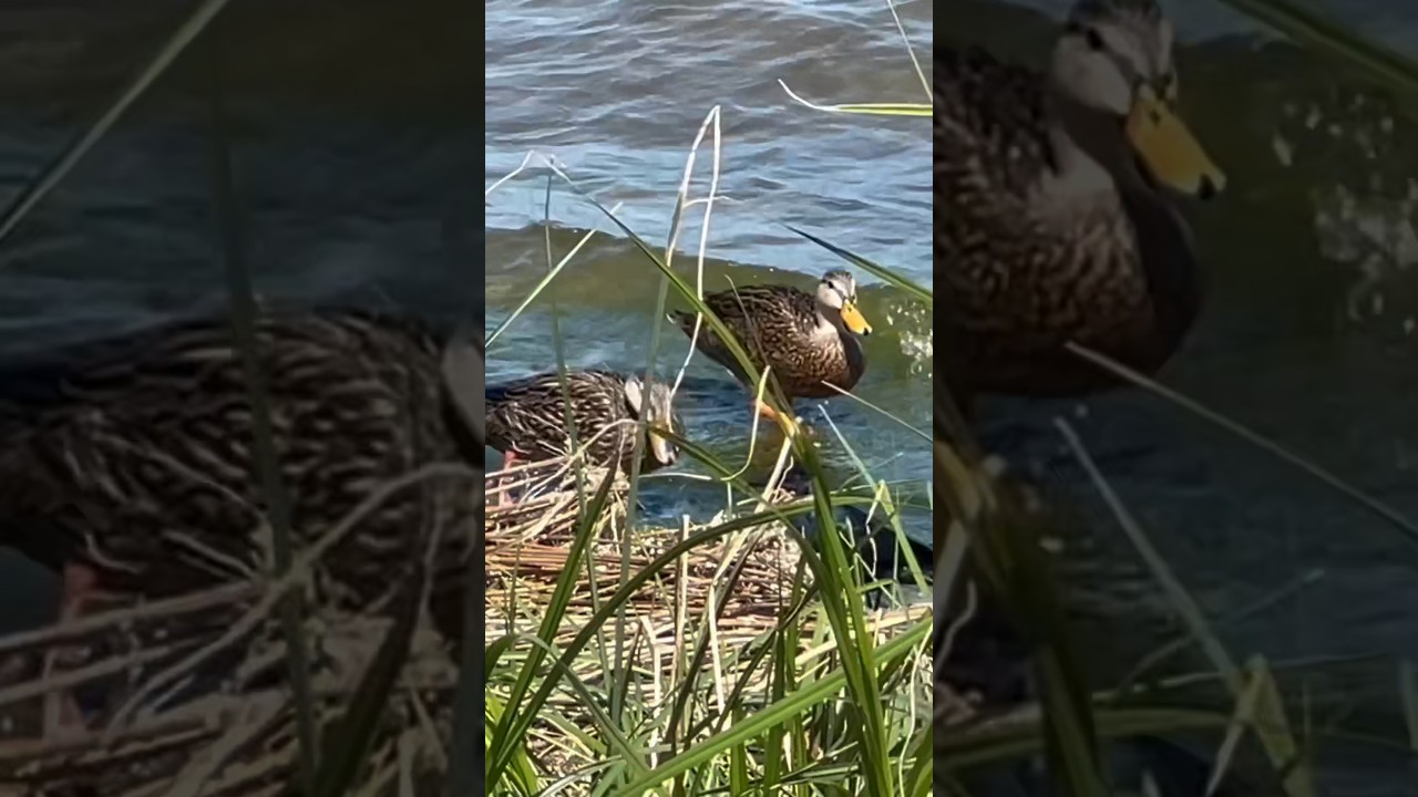 Ducks & Birds Swimming in Indian River Lagoon!