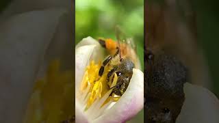 Bee Fact Friday @FlowHive