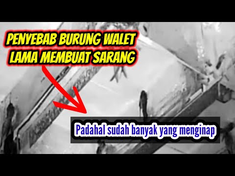 Video: Apakah burung walet terancam punah?