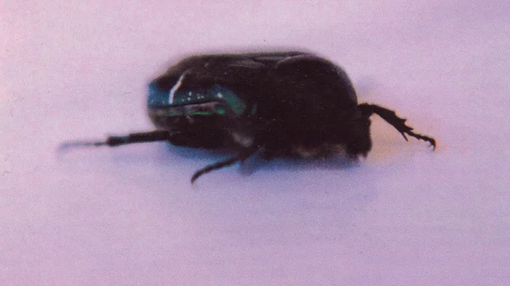 Mere Mortals "Sacred Grounds"