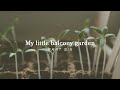 My little balcony garden  part 6  seedlings growth repotting new plants  warmer days 