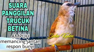 Download Lagu Pancingan trucuk betina memanggil jantan terapi ampuh untuk trucukan malas bunyi MP3 Download Lagu Pancingan trucuk betina memanggil jantan terapi ampuh untuk trucukan malas bunyi MP3