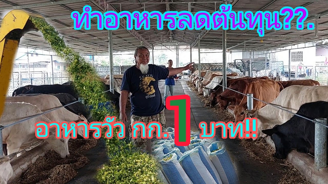 อย่าซื้อวัว!! ถ้ายังไม่มีอาหารให้วัวกิน #วัว เลี้ยงยังไงให้ได้กำไร ไปหาคำตอบได้ในคลิป!!