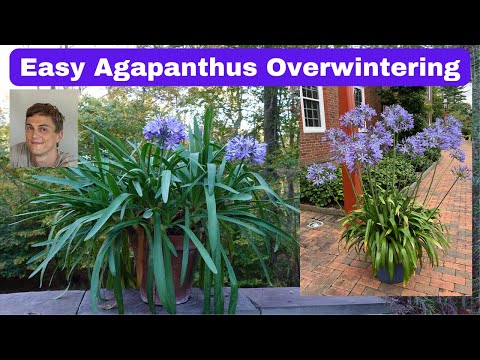 تصویری: Agapanthus Winter Hardy - درباره Agapanthus Lily Cold Tolerance بیاموزید