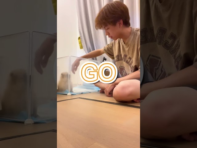 小团子：想当年我临危不惧，不屈不饶，如今却落下如此地步#博美 #萌宠日常记录