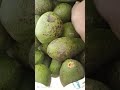 Fresh avocados, MercyNguku The World Traveller 🇸🇸🇲🇾#worshipsongrewritten