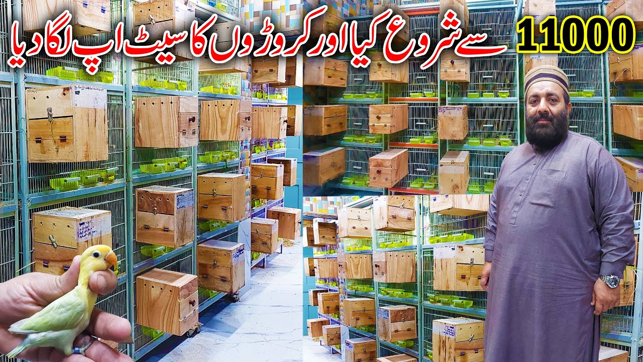 LoveBird Breeding Setup | Love Bird Setup | Love Bird Farming Complete info | Lovebird Colony