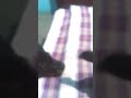 Jimmy Cock Funny Video Shorts Tommy And Jimmy 