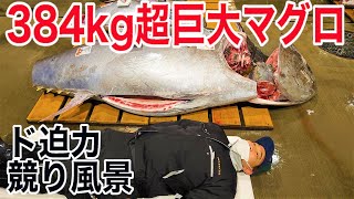 ド迫力超巨大マグロ】384kgマグロ激熱競り風景 Japanese fish