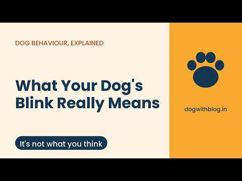 The Secret Behind Your Dog’s Blink: What It Really Means? - video from Dog with Blog