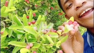 A strange but efficacious fruit