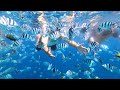 Arborek dan yenbuba wajib snorkelingdiving