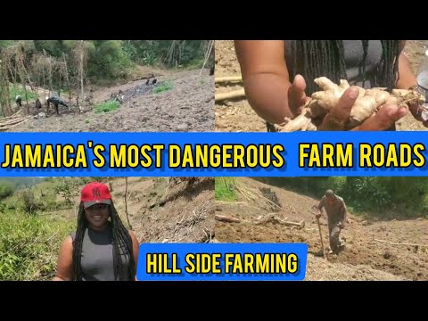 DANGEROUS HILL SIDE FARMING IN JAMAICA/FARMING GINGER, YAM & TUMERIC ON SCARY HILL SIDE IN JAMAICA