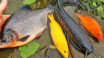 Tìm bắt cá vàng, cá koi, rùa, ếch, cua trong quả trứng   các loại cá nước ngọt