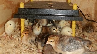 10 Day Old Icelandic chicks by MackHillFarm 339 views 7 years ago 2 minutes, 41 seconds