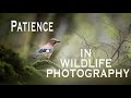 Patience in Wildlife Photography