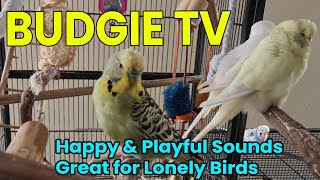 Budgie TV: Happy Playful Bird Sounds For Lonely Birds by Pet TV Australia 1,951 views 1 year ago 44 minutes