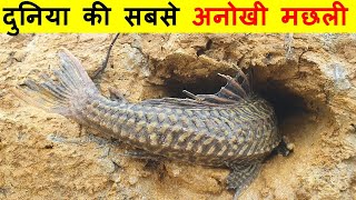 दुनिया के 6 सबसे अनोखी मछलियाँ। 6 MOST UNIQUE FISH IN THE WORLD.