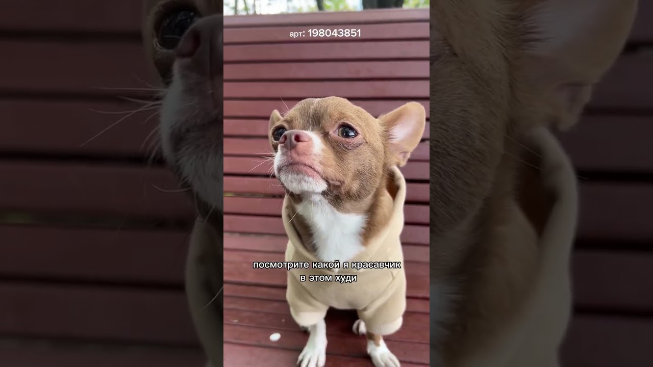 Теплый жилет шлейка для собак мелких пород #wildberries #youtube #одеждадлясобак #товарыдлясобак