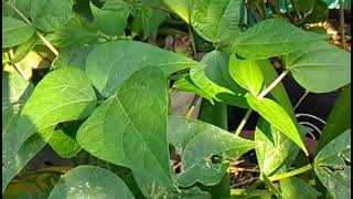 Planta de Frijol - Crecimiento Planta de Frijol - Crecimiento