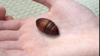 Luna Moth Wiggling Inside Chrysalis