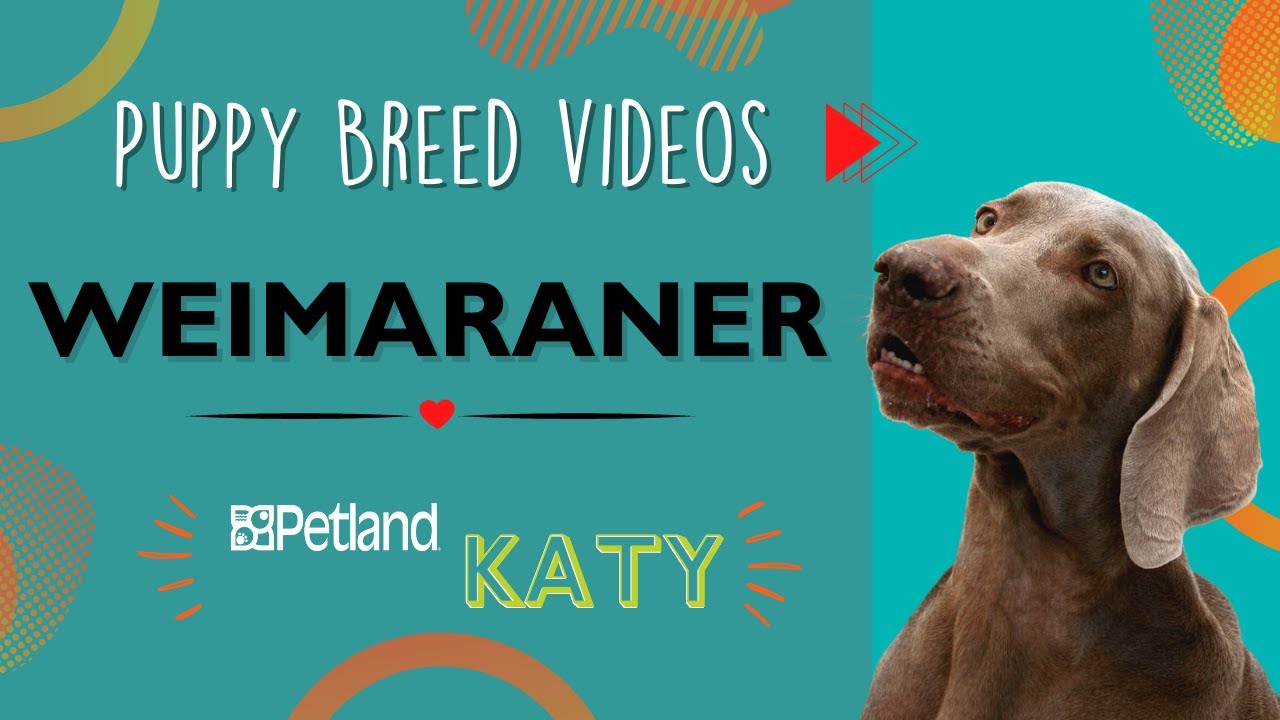Weimaraner Fun Facts YouTube weimaraner-fun-facts-youtube
