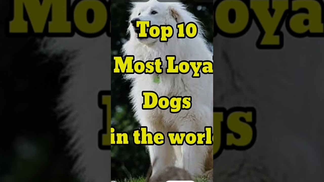 top 10 most loyal dog in the world