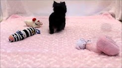 Female Micro Teacup Yorkie Puppy for Sale in Boca Raton 