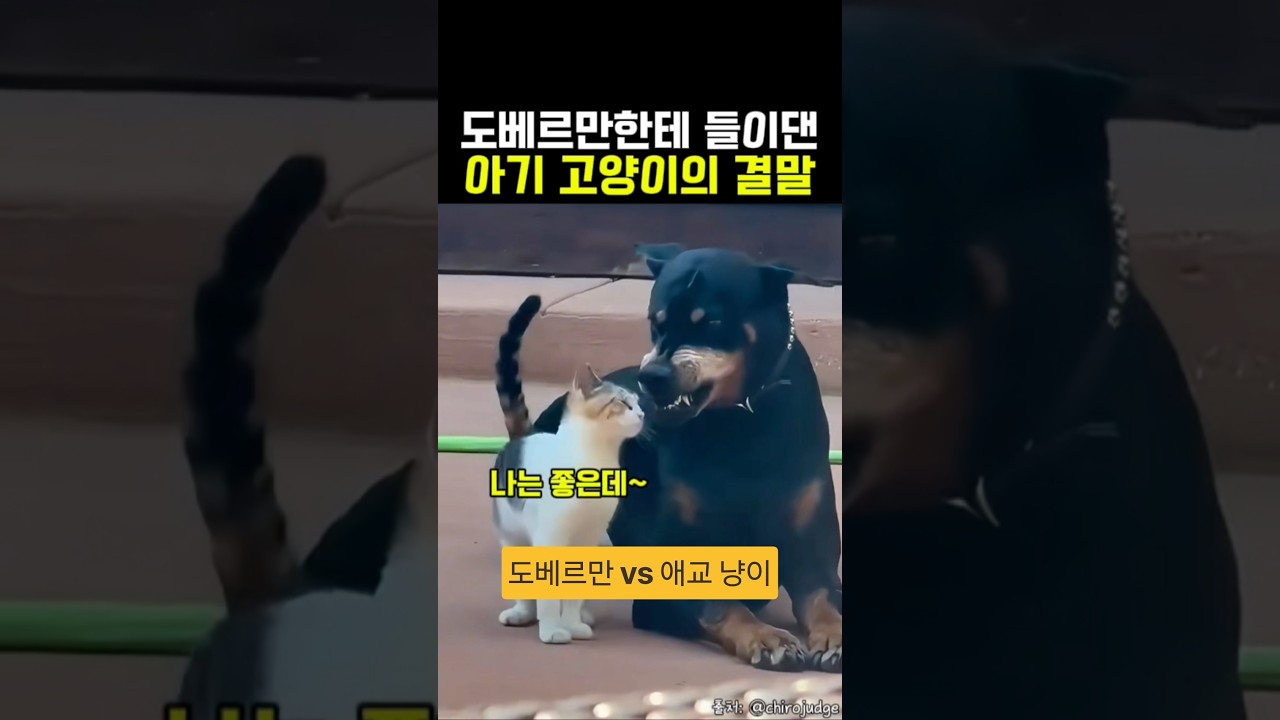 도베르만이 고양이에게 부비부비 당하자 벌어진 일ㅋㅋ