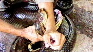 Anaconda Attack : SnakeBytesTV