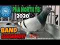 PHA NORTH YB 2020 BAND ASSIGNMENT | TEAM TAMALES | RACING PIGEON | XMAKINA OFFICIAL