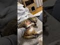 甘えん坊をナデナデしてたら…見てはいけないものが…# #保護猫 #元ボス猫 #ち◯ち◯