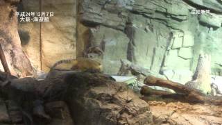 アカハナグマの赤ちゃんがお披露目