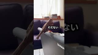 対策を擦り抜け面倒を掛けるキジバト　 #スズメ #birds #面白い
