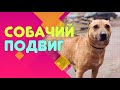 Собачий подвиг: бездомная Альфа спасает щенков из мусорного бака