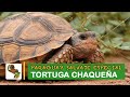 Paraguay Salvaje Especial: Tortuga chaqueña