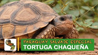 Paraguay Salvaje Especial: Tortuga chaqueña