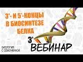 Вебинар | 3'- и 5'-концы в биосинтезе белка