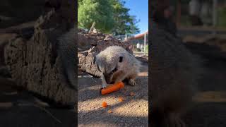 Happy world Meerkat day!