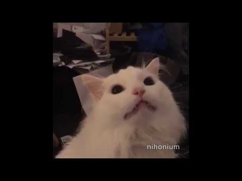 thurston.mp4