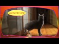 Видео прикол про котов. Короткие приколы про животных