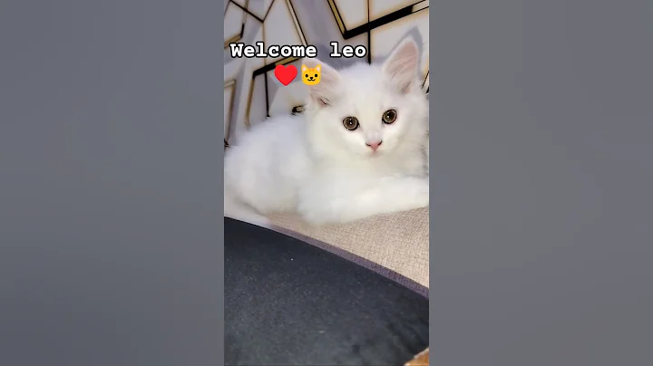 Video 11441501: cute white persian cat, persian cat home, persian cat first, cat lovers, cat meets