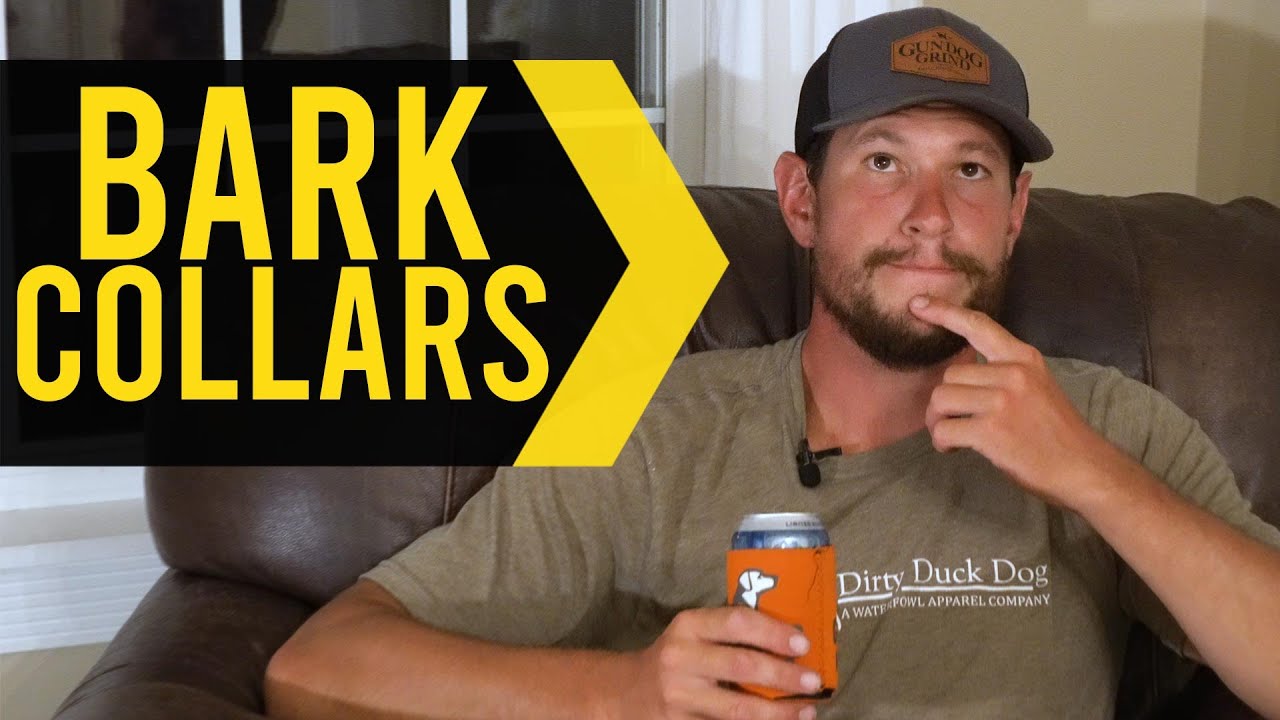 The Dos And Don'Ts Of Barking Collars - Ask Lone Duck